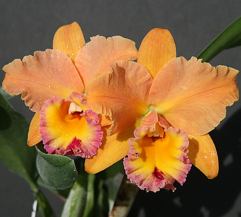 Orchid Cattleya POT Jessie Lee Hawaii Orange eBay