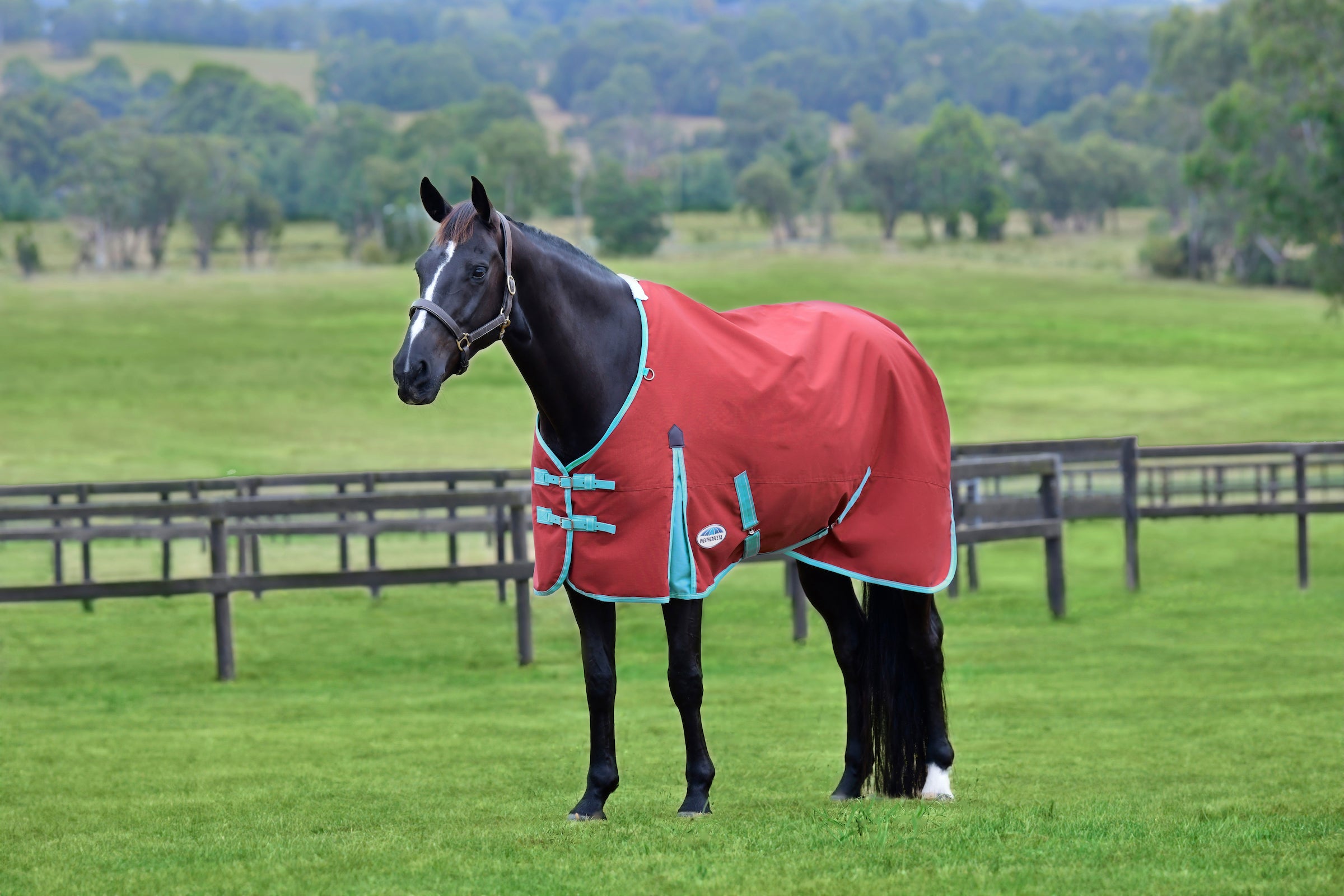 WeatherBeeta ComFiTec Essential Standard Neck Turnout Sheet (0g Lite) - Picture 14 of 17