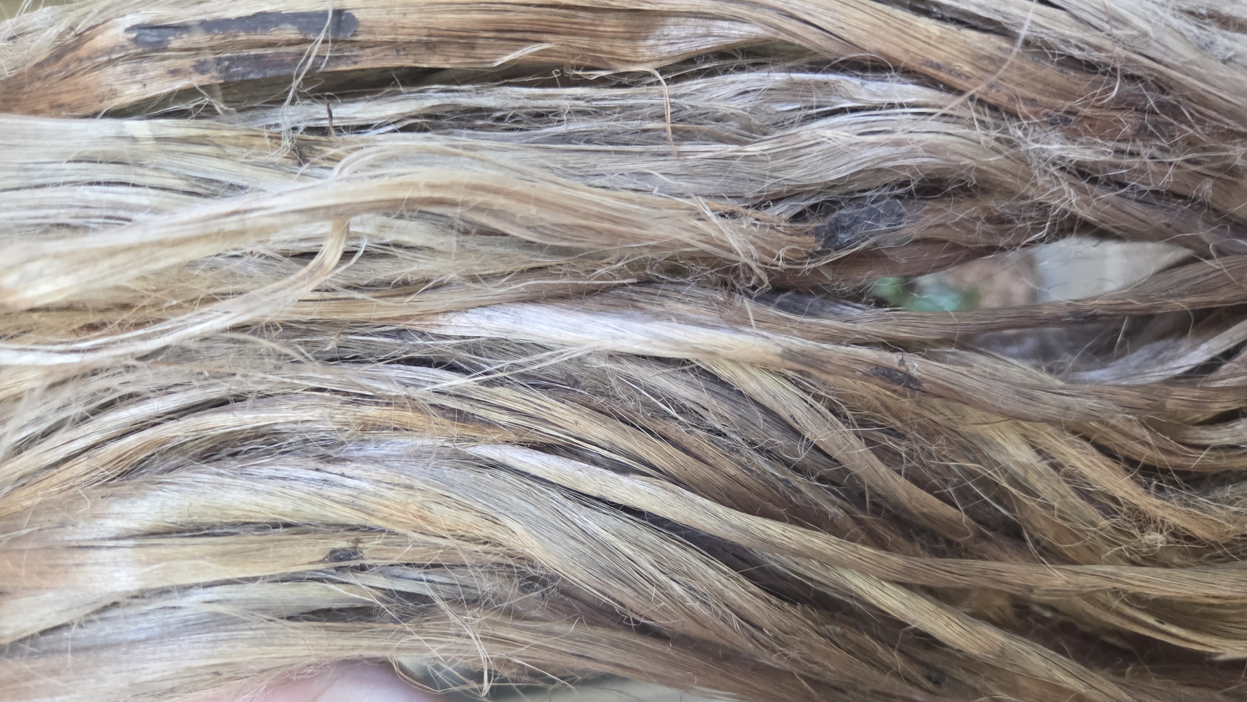 Nettle Long Fiber Bundle. Natural Semi-Combed Fiber. Raw.