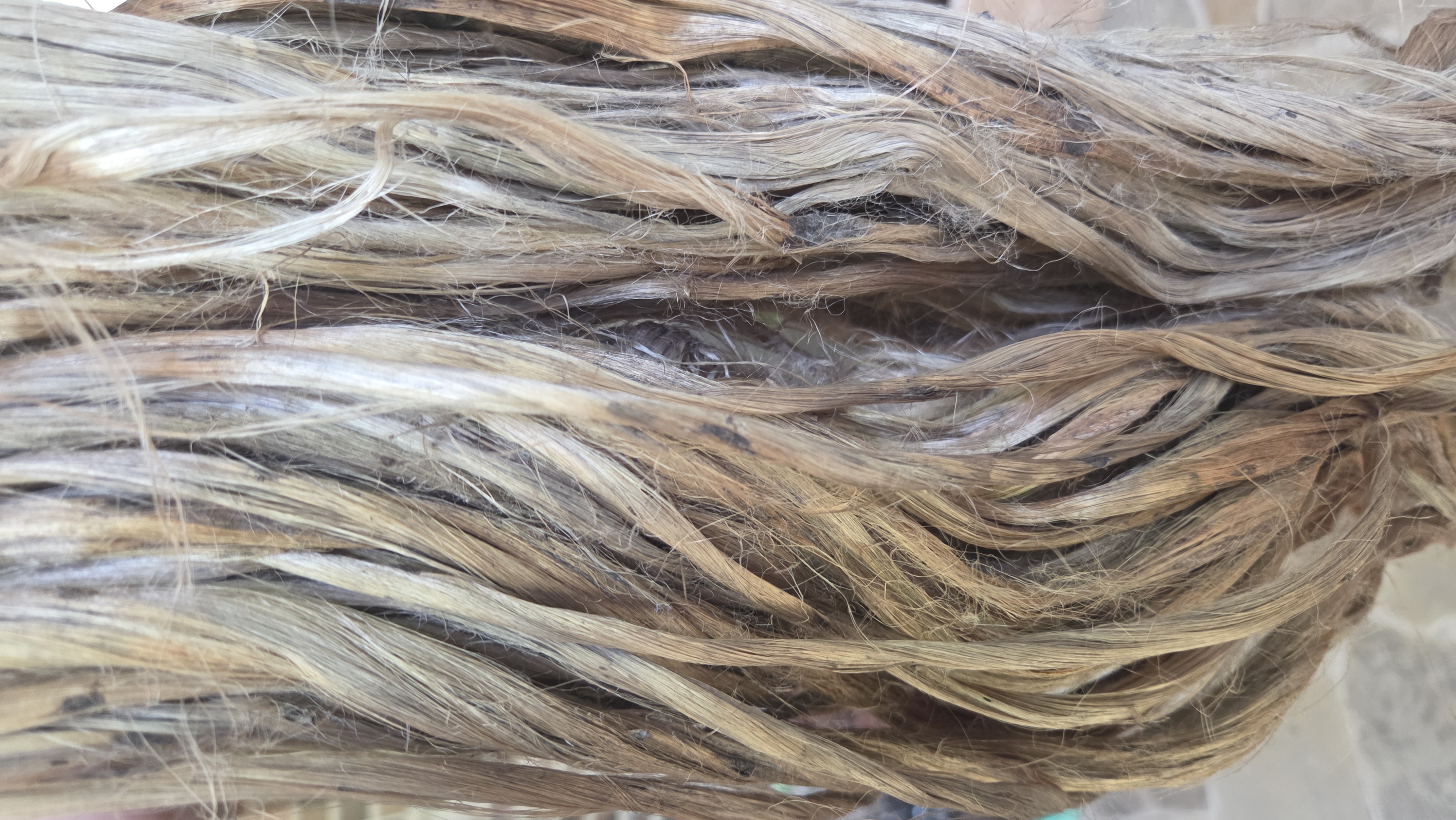 Nettle Long Fiber Bundle. Natural Semi-Combed Fiber. Raw.