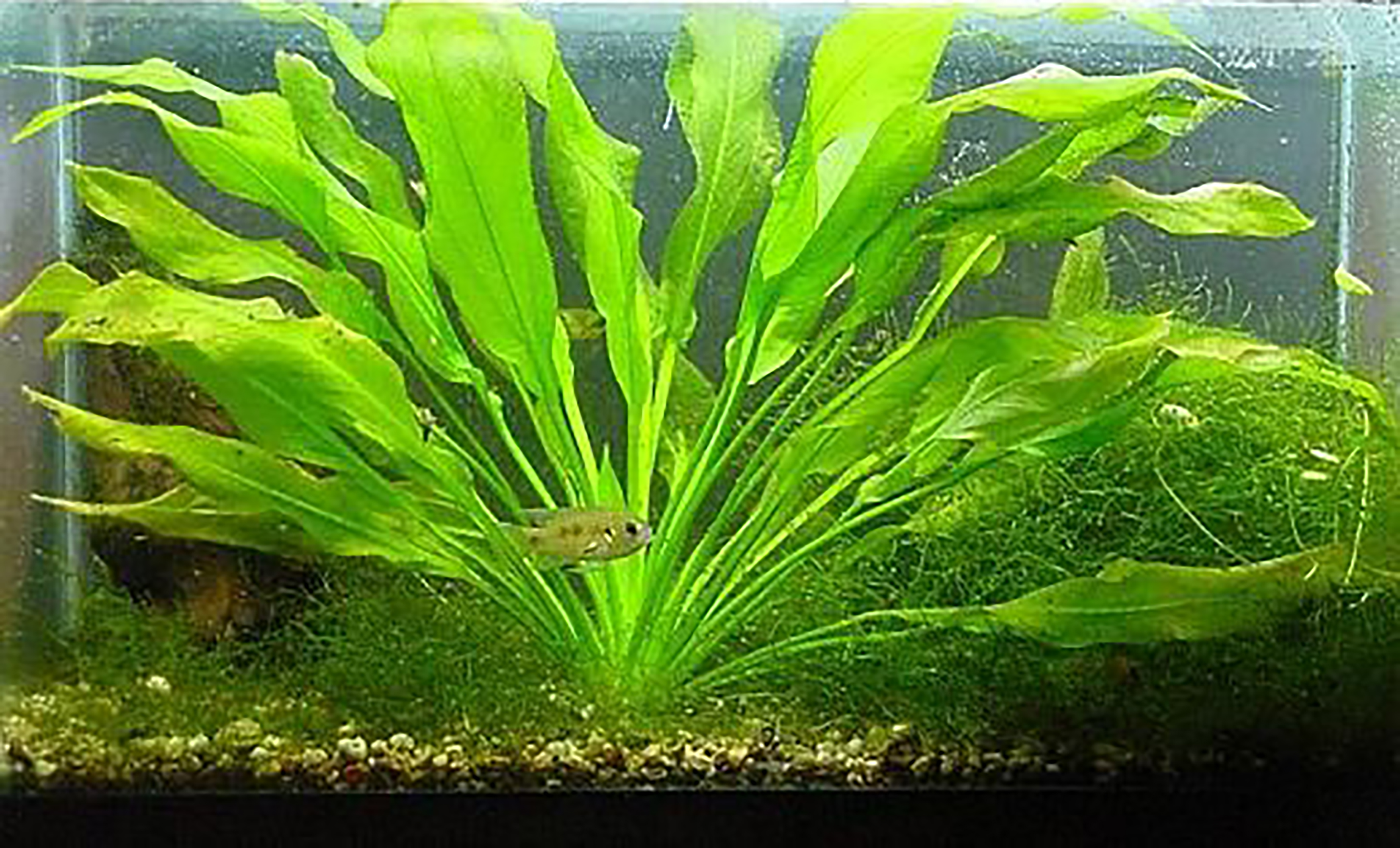 thumbnail image 2 of Amazon Sword Live Aquarium Plant - Echinodorus Bleheri Rooted, Beginner Friendly, Buy 2 Get 1 Free 2 of 11