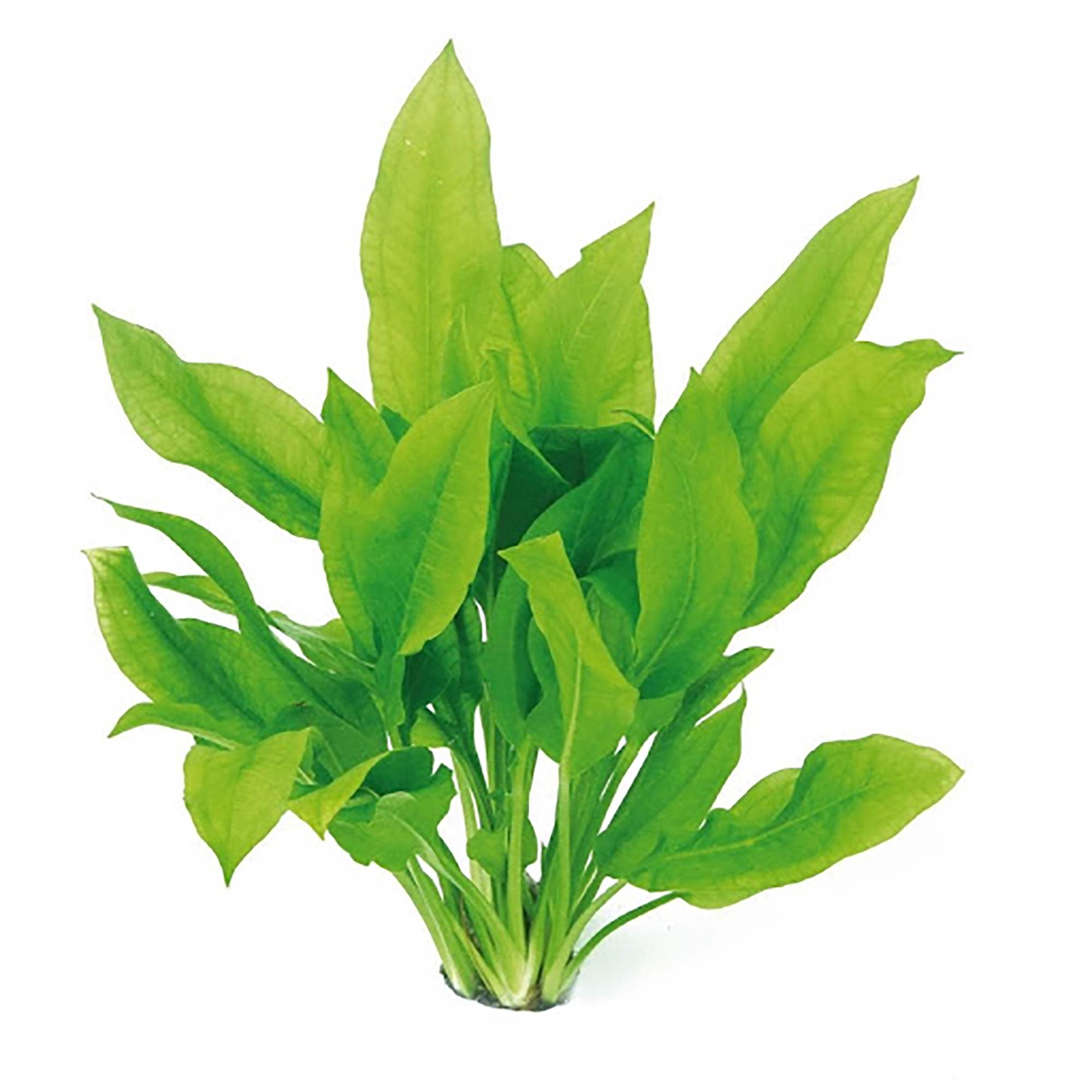 Echinodorus Bleheri Compacta