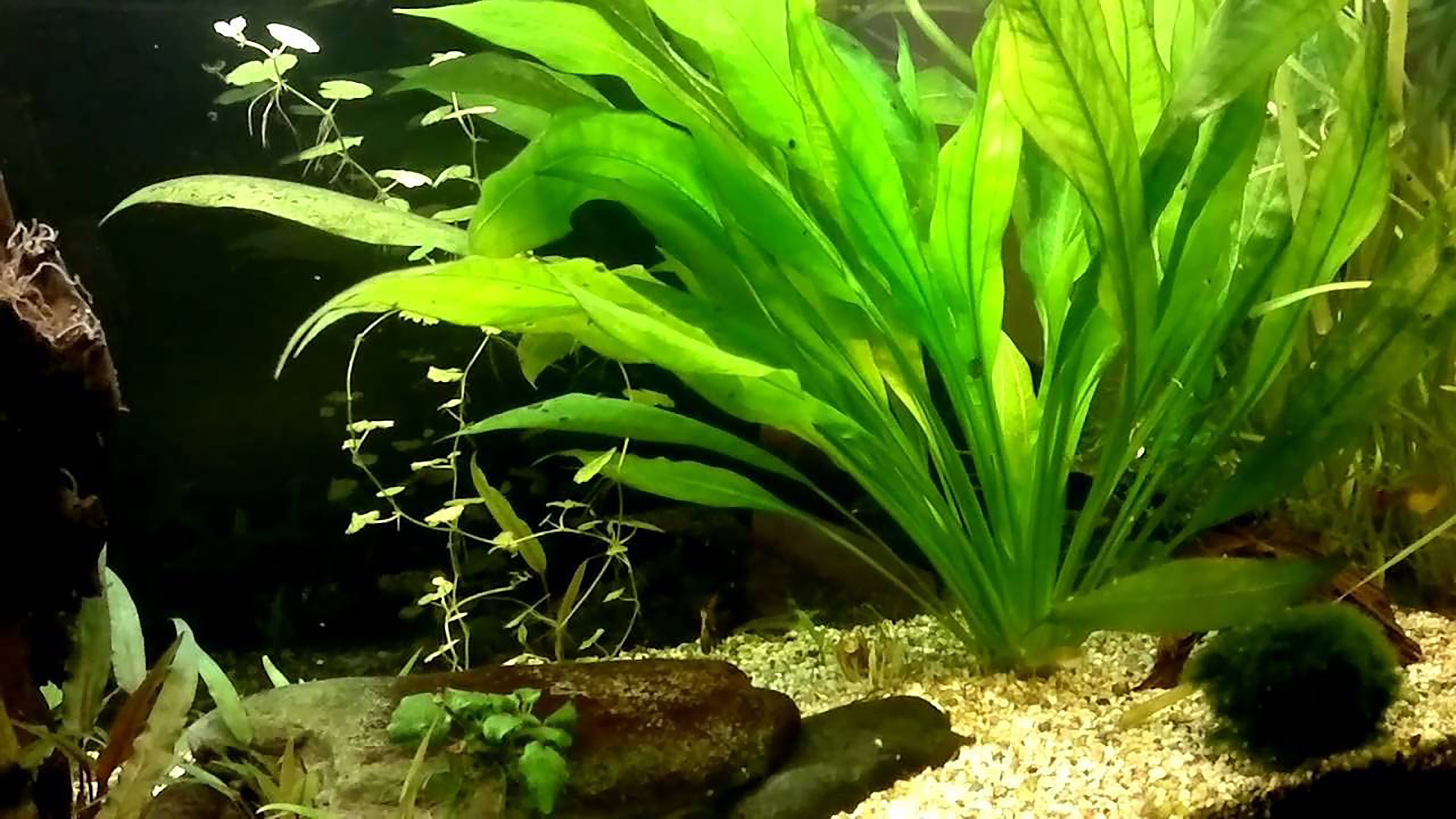 thumbnail image 2 of Amazon Sword Live Aquarium Plant - Echinodorus Bleheri Rooted, Beginner Friendly, Buy 2 Get 1 Free 2 of 11