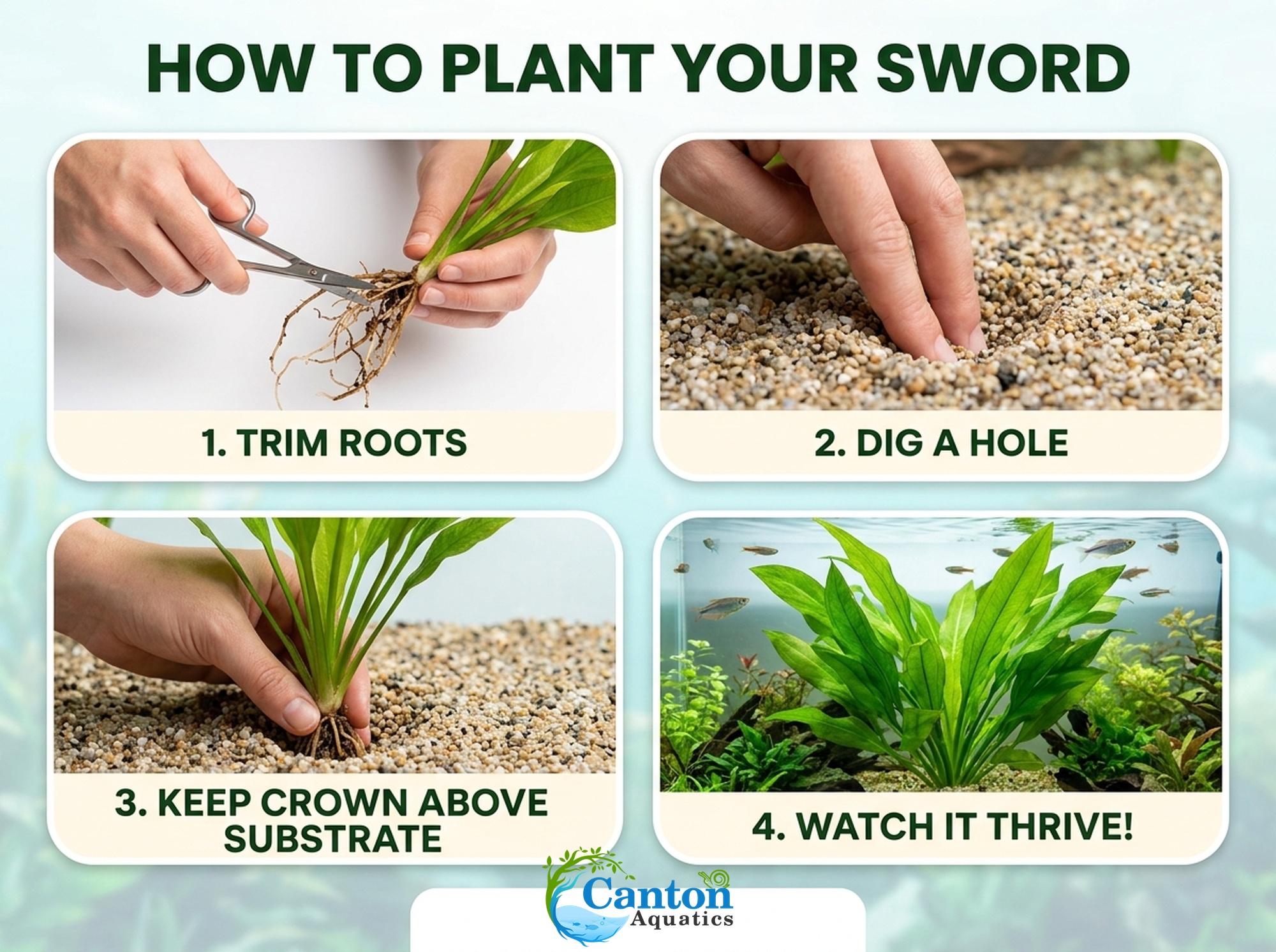 Amazon Sword Assorted Bundle – Our Choice | Small | Bare Root