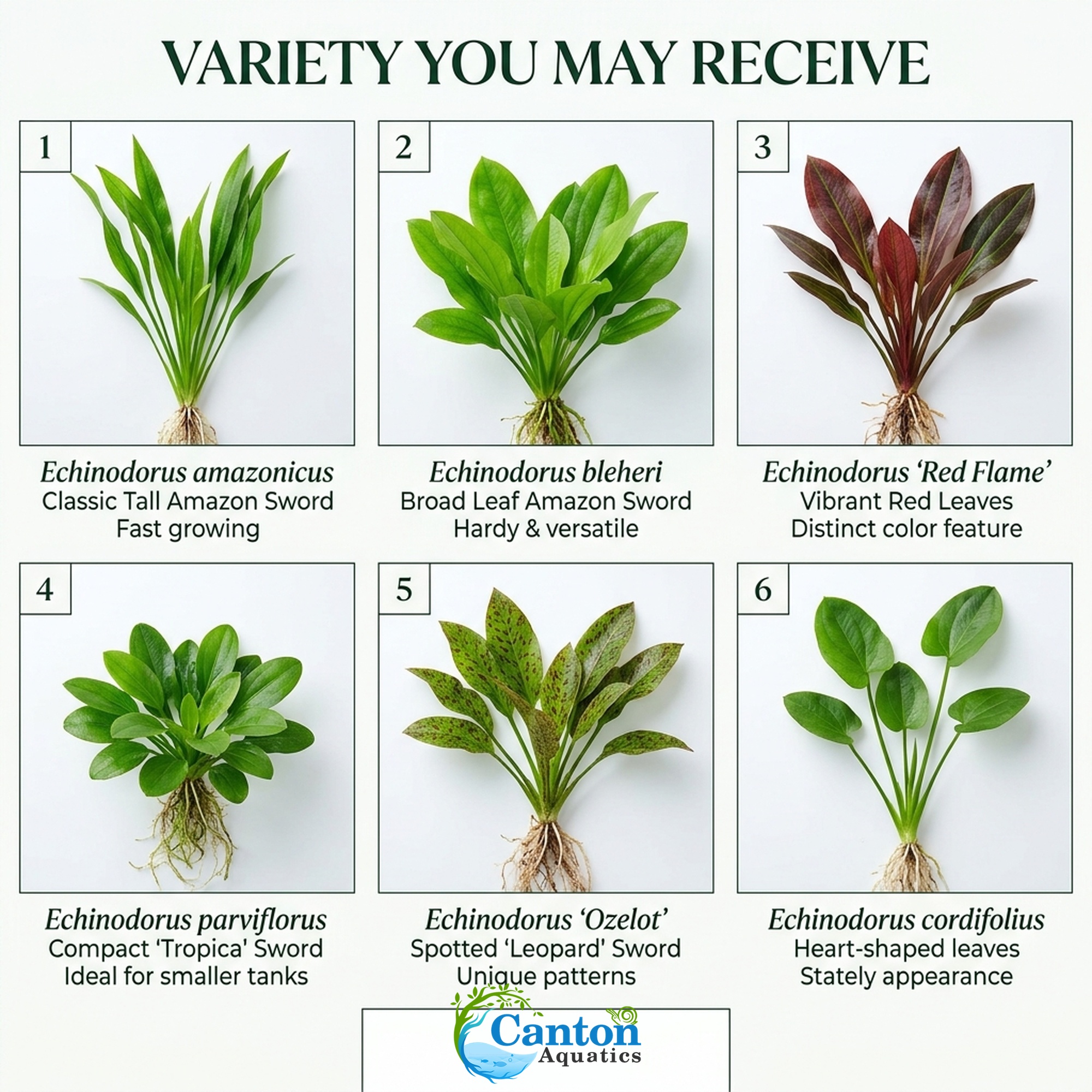 Amazon Sword Assorted Bundle – Our Choice | Small | Bare Root