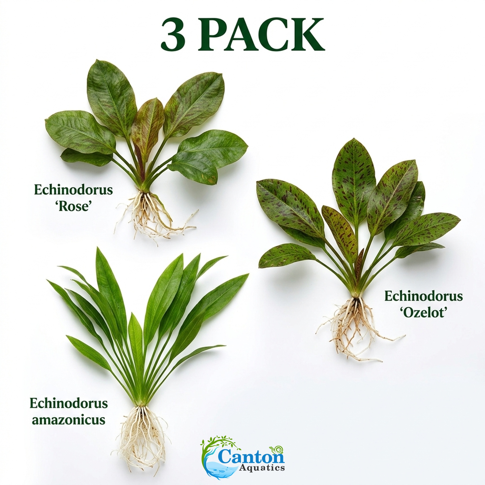 Amazon Sword Assorted Bundle – Our Choice | Small | Bare Root