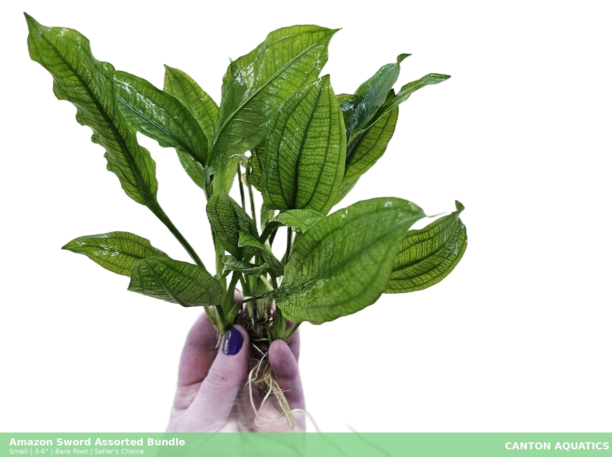 Amazon Sword Assorted Bundle – Our Choice | Small | Bare Root