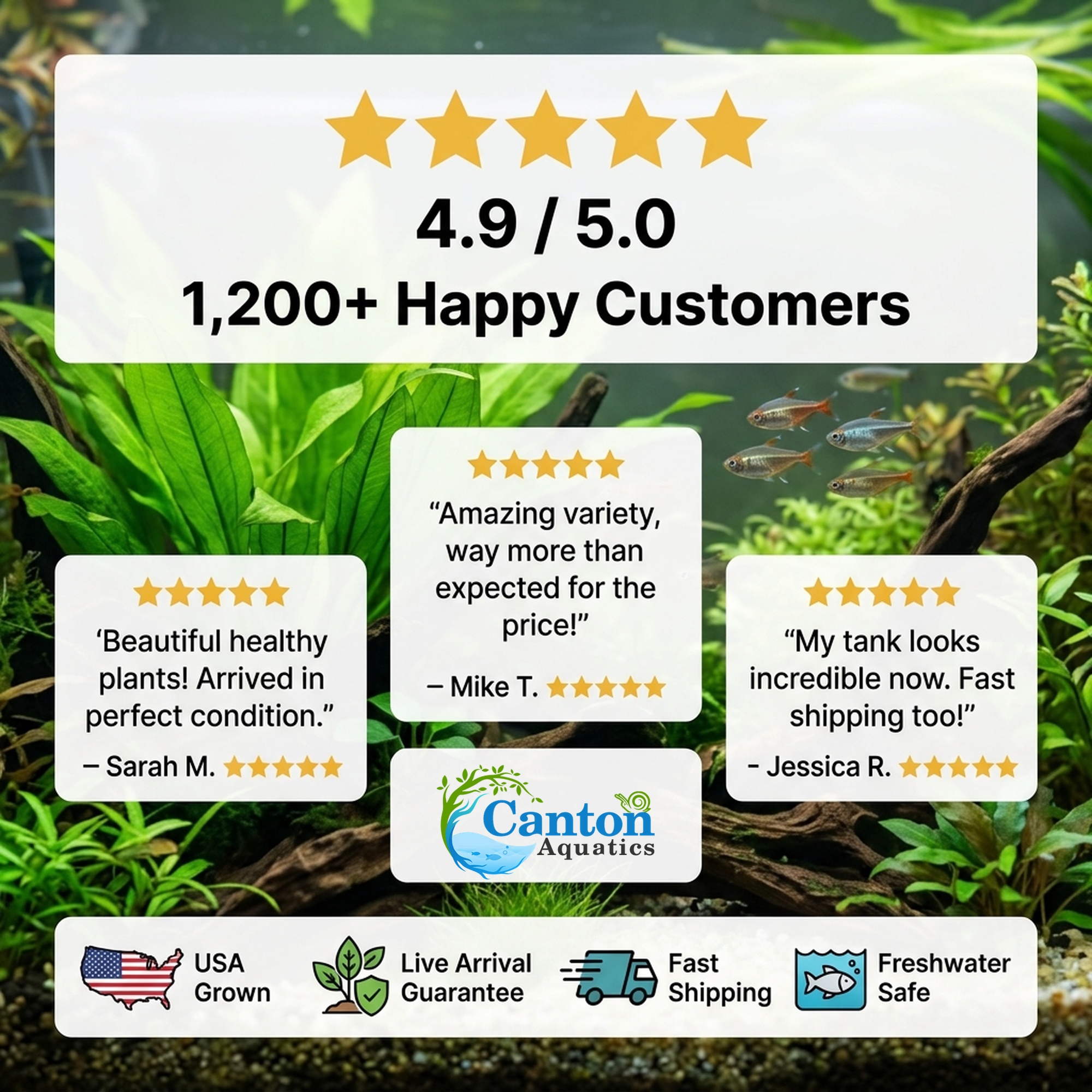 Amazon Sword Assorted Bundle – Our Choice | Small | Bare Root