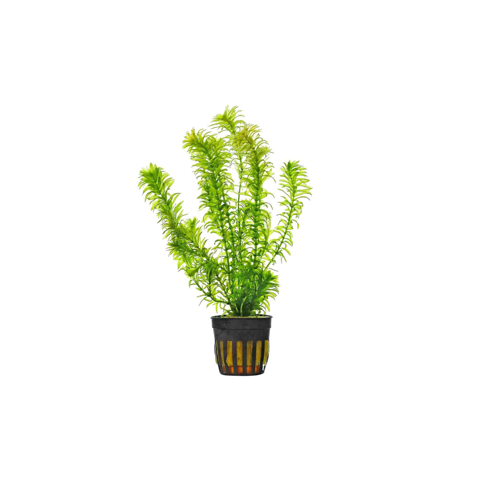 Anacharis Egeria Densa