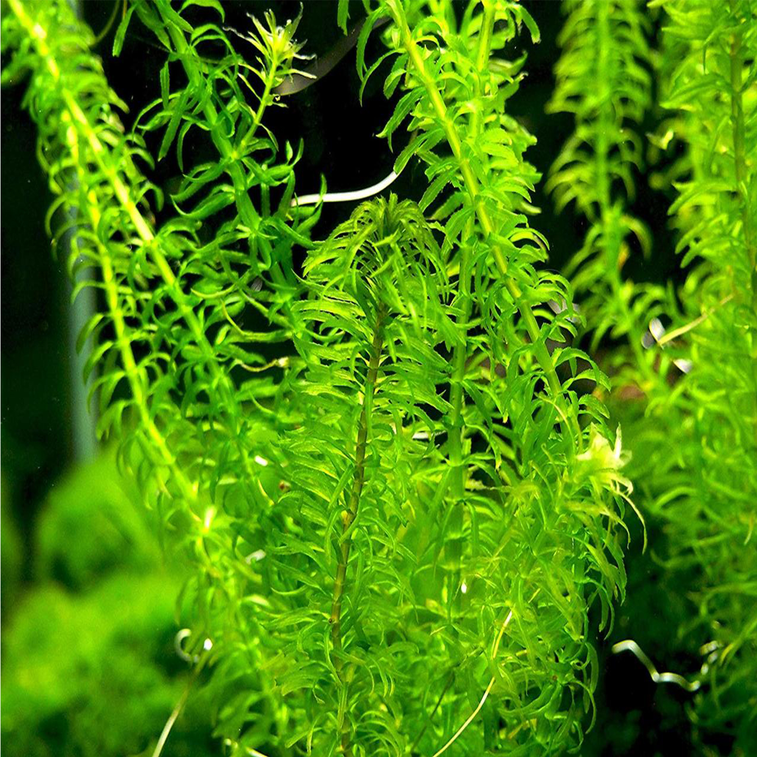 == Anacharis NL (Egeria Najas) Bunch Live Aquarium Plants == Anacharis NL (Egeria Najas) Bunch Live Aquarium Plants