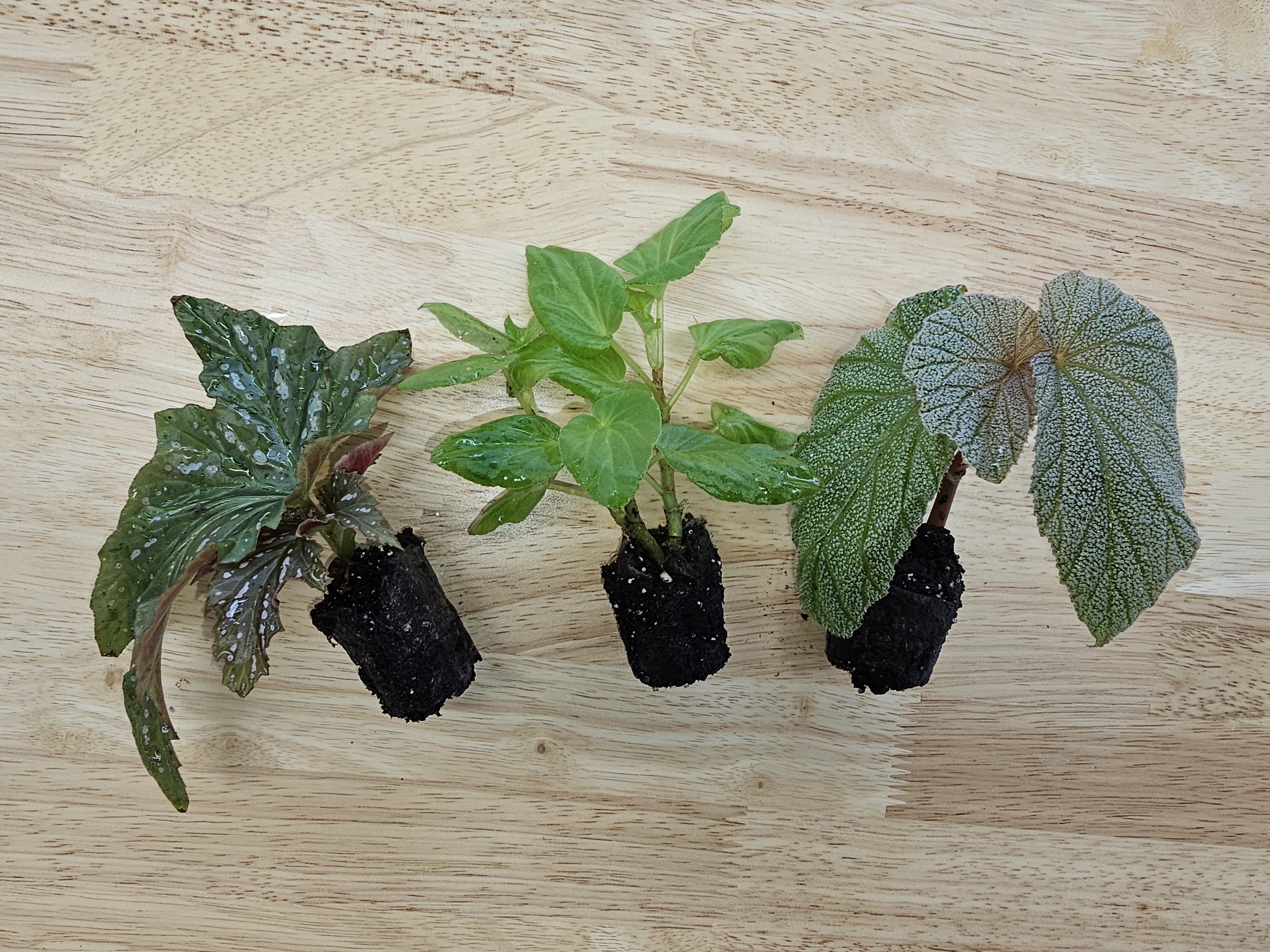 Angel Wing Begonia Assorted Starter Plant Bundle Live House Plants