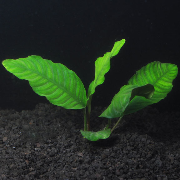 Anubias Barteri (Coffeefolia)