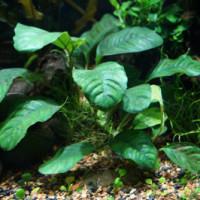 Anubias Barteri (Coffeefolia)