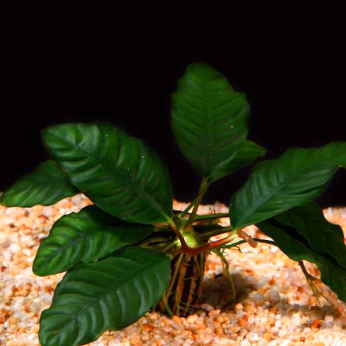 Anubias Barteri (Coffeefolia)