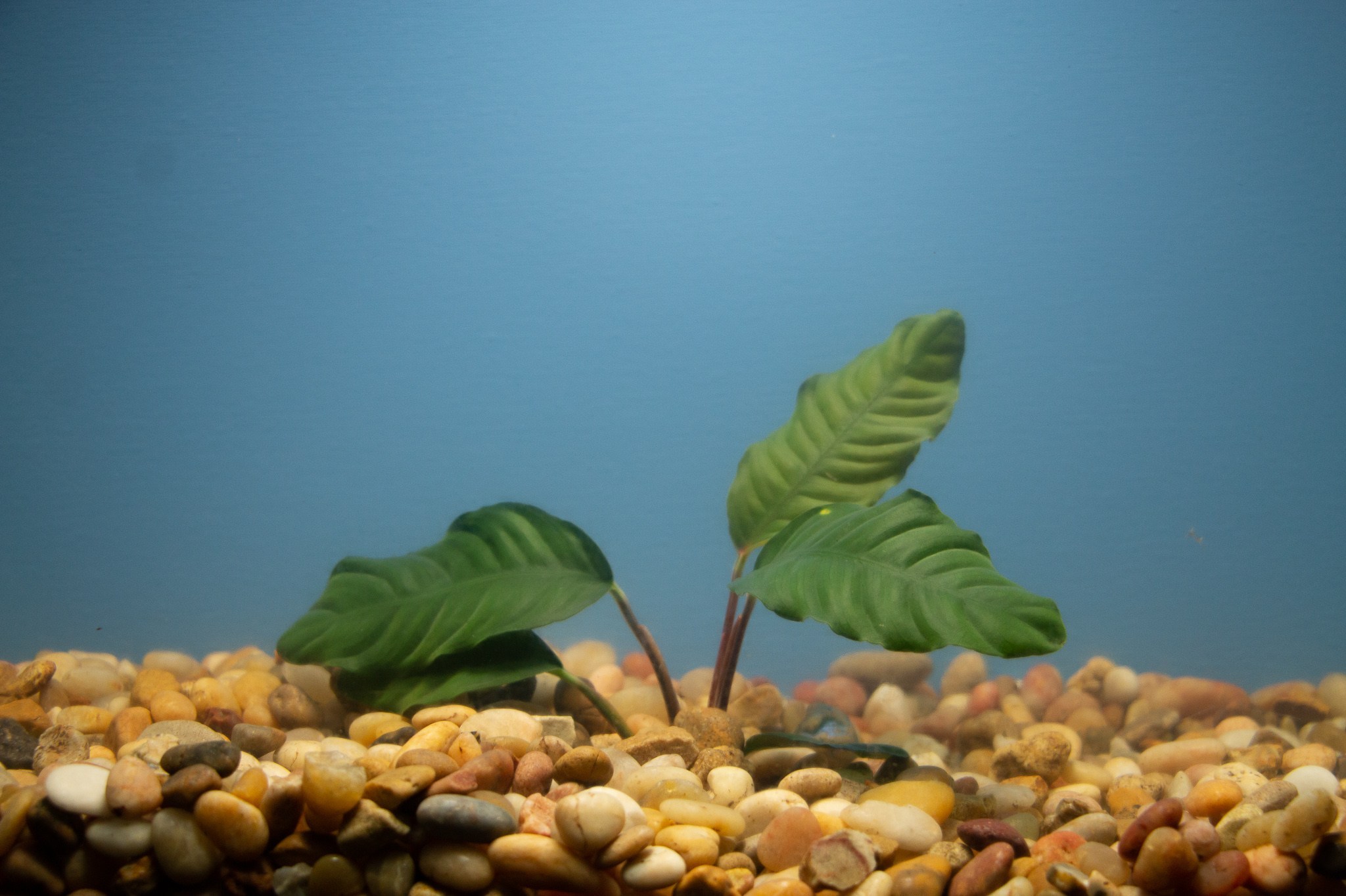 Anubias Barteri (Coffeefolia)