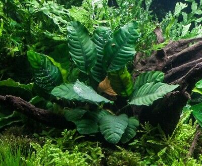 Anubias Barteri (Coffeefolia)