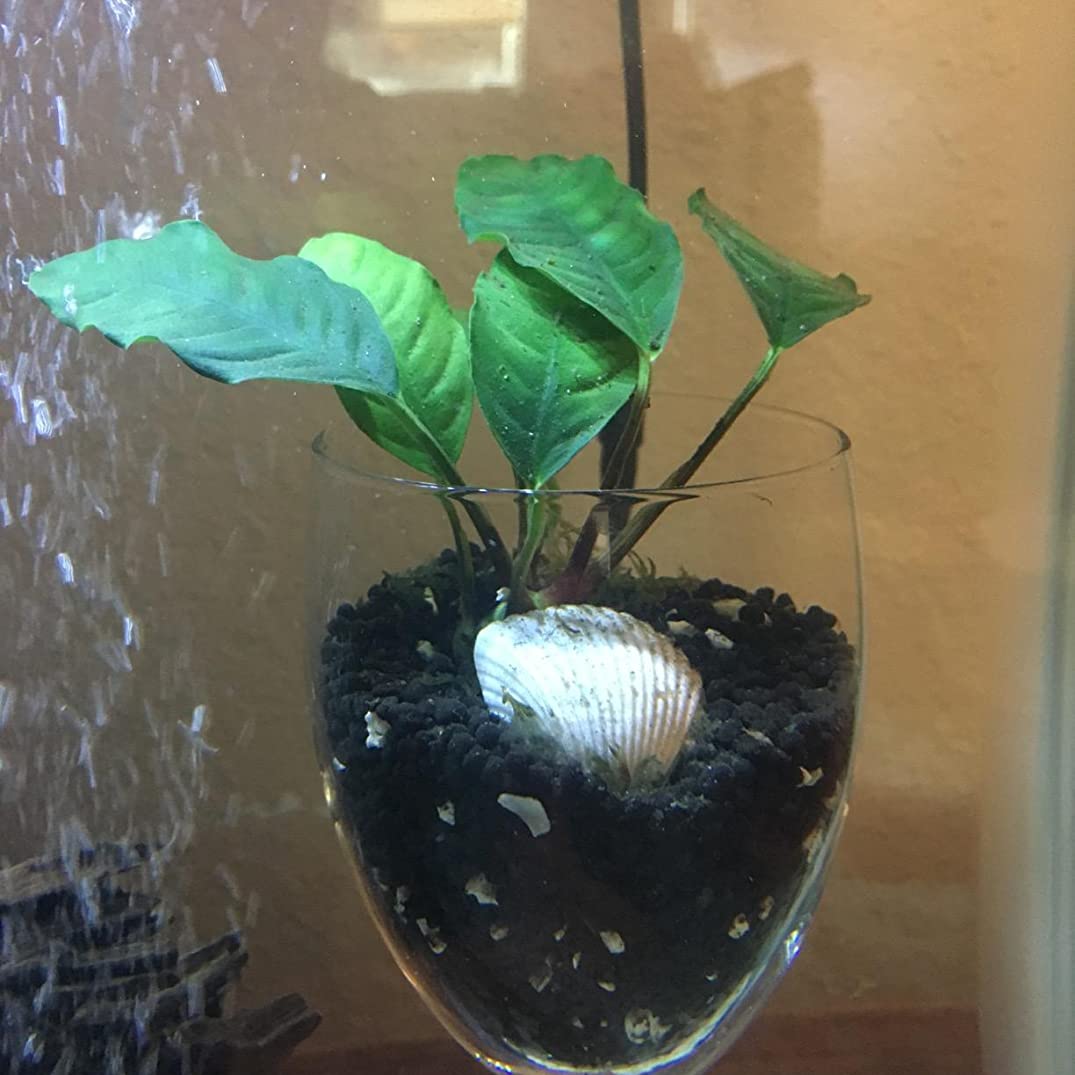 Anubias Barteri (Coffeefolia)