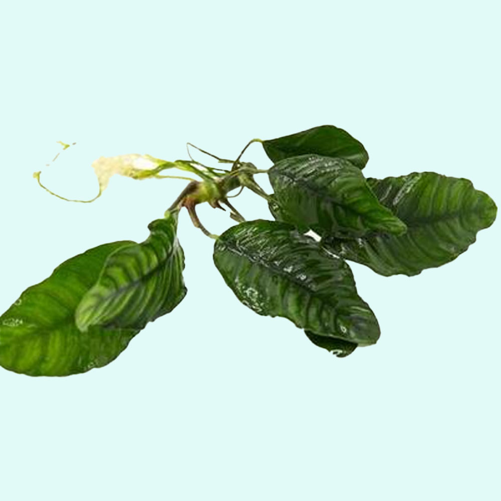 Anubias Barteri (Coffeefolia)