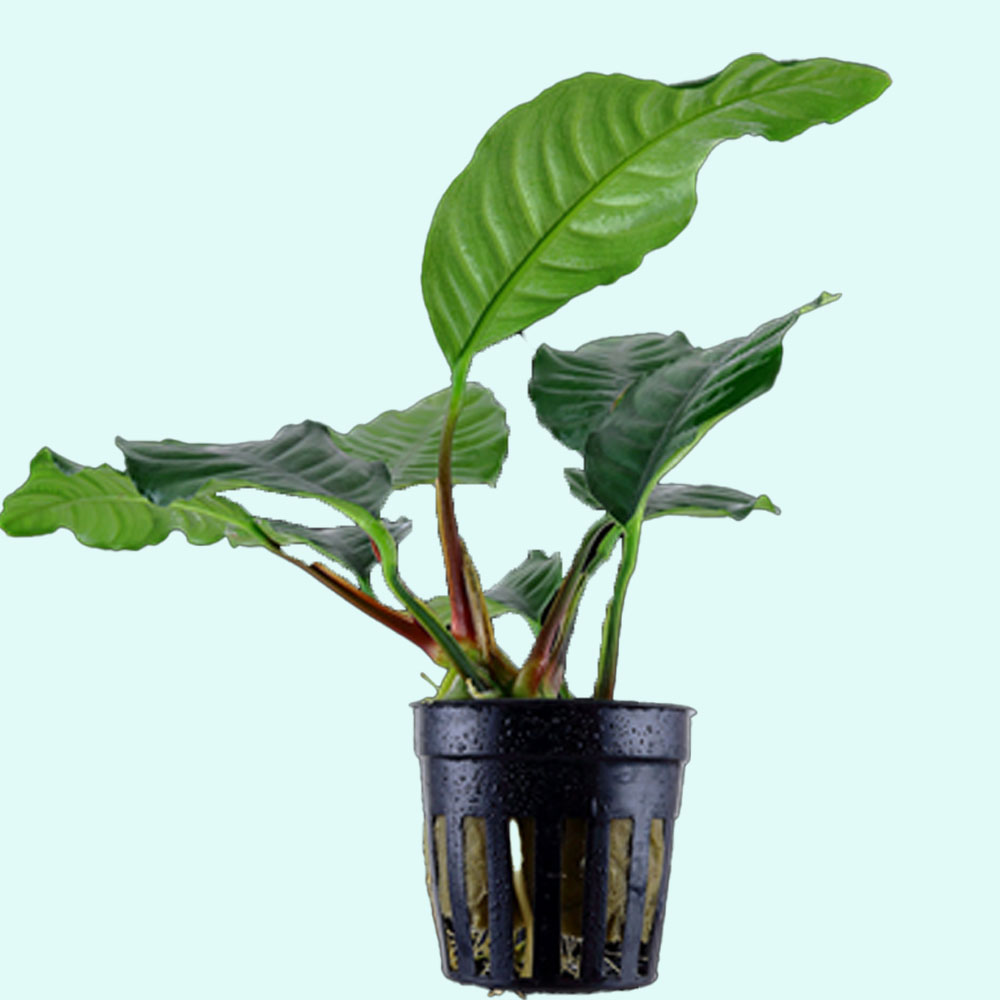 Anubias Barteri (Coffeefolia)