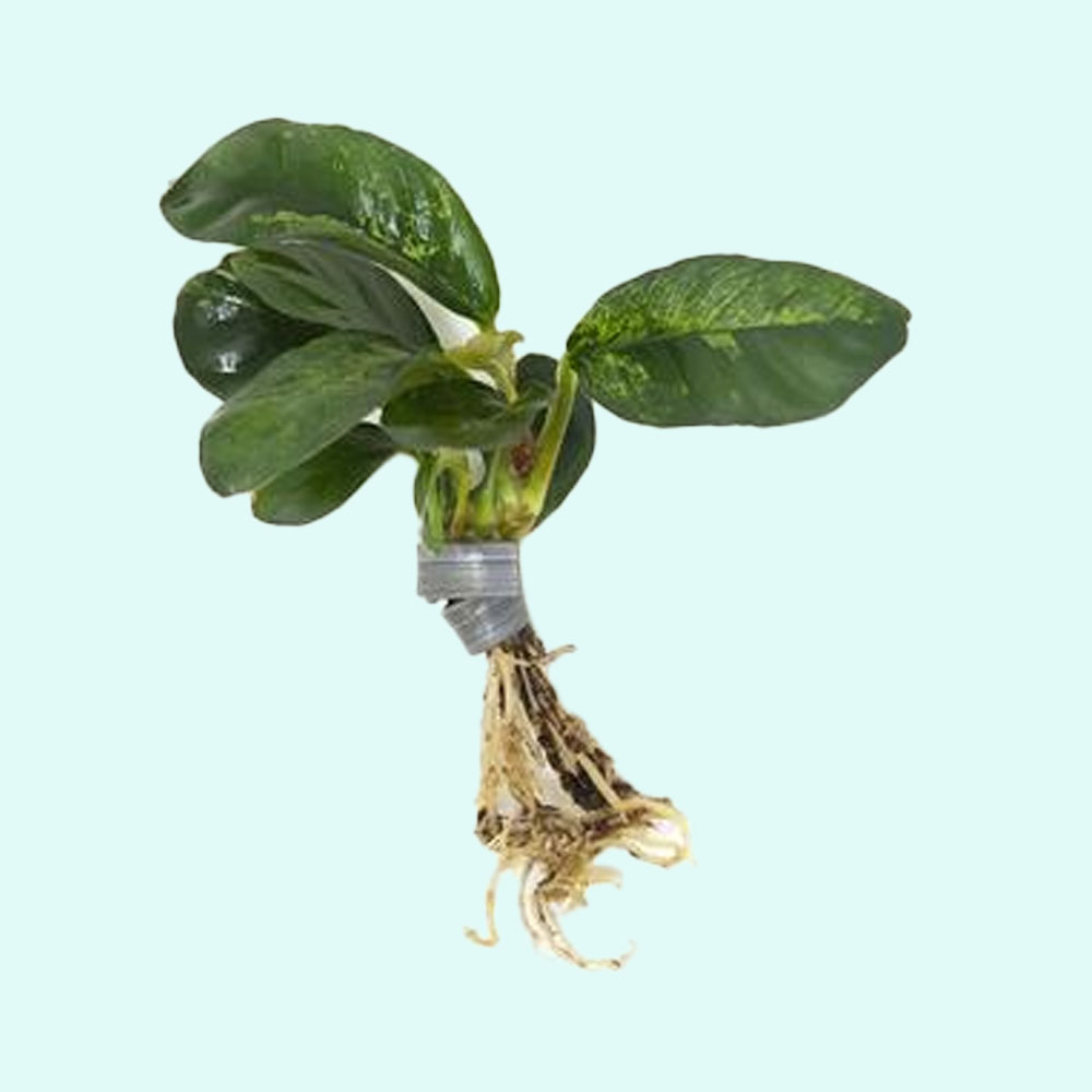 Anubias Barteri (Coffeefolia)