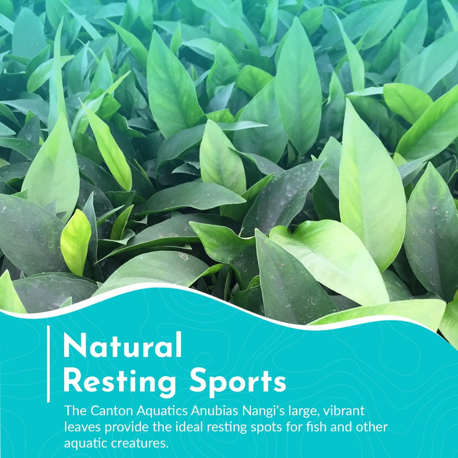 Anubias Nangi Bare Root