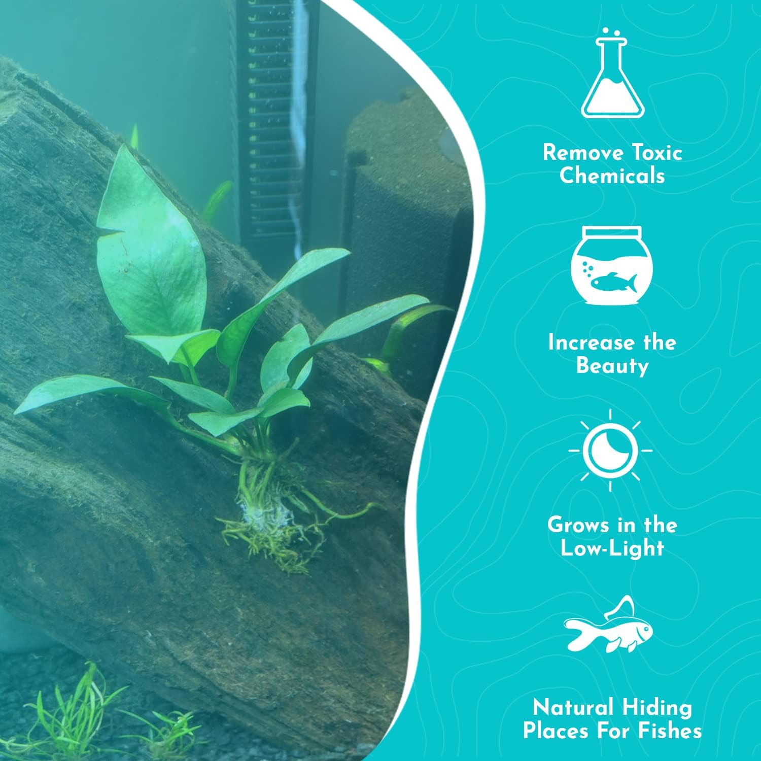 Anubias Nangi Bare Root