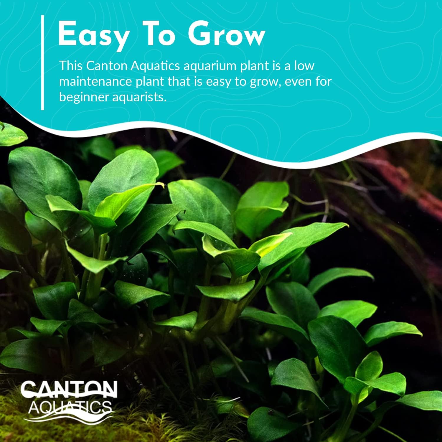 Anubias Nangi Bare Root