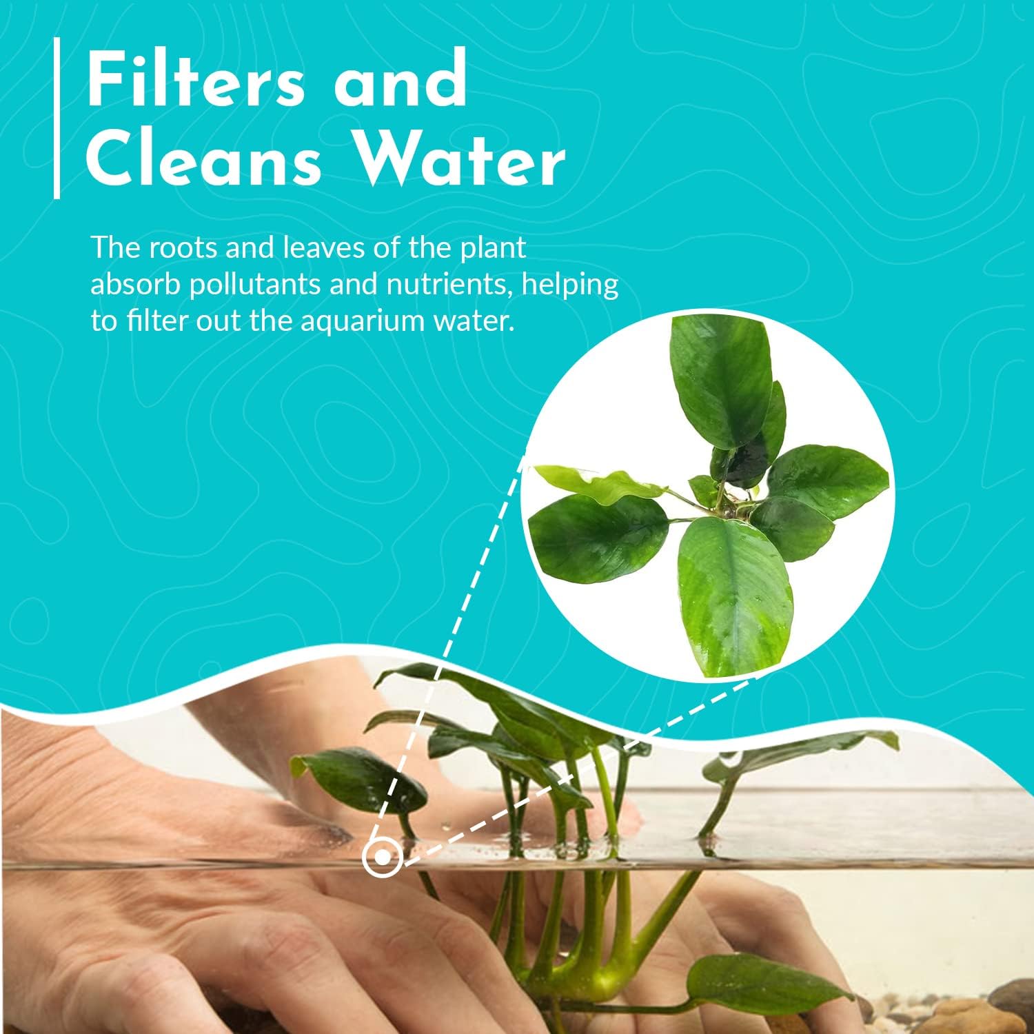 Anubias Nangi Bare Root