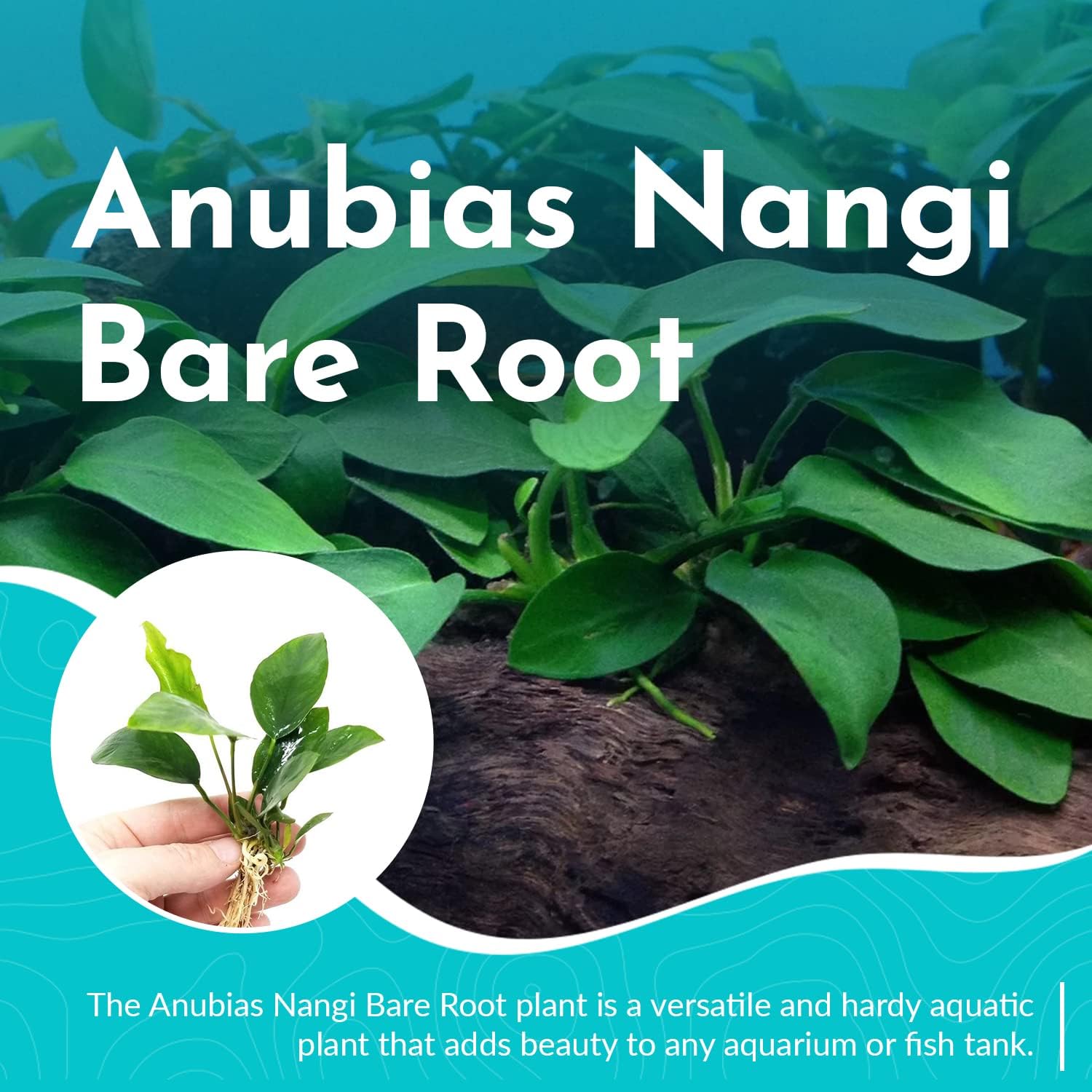 Anubias Nangi Bare Root