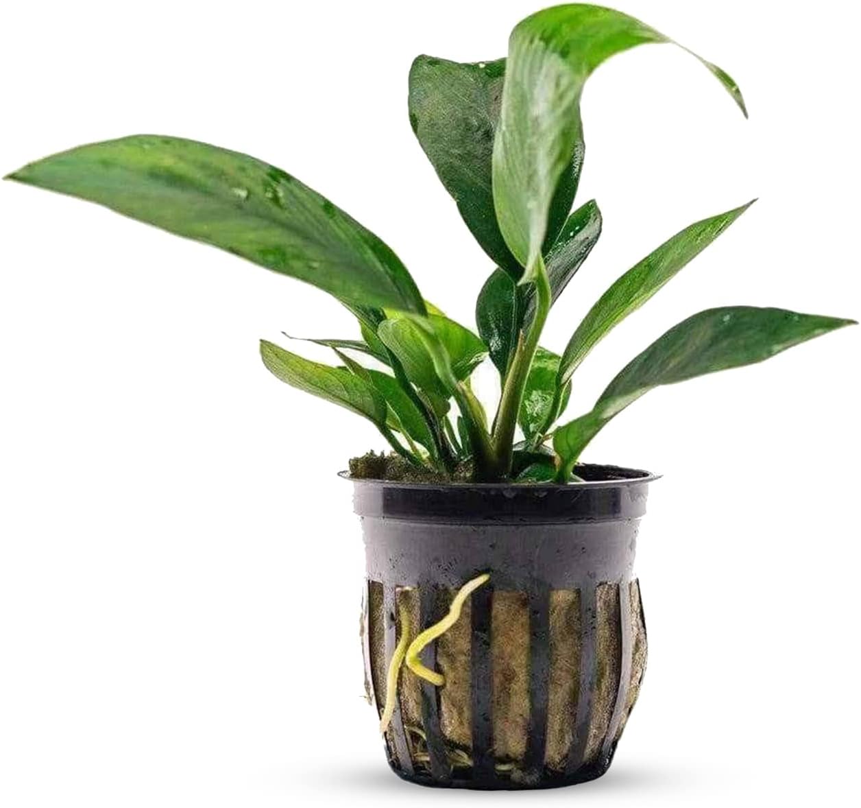 Anubias Nangi Bare Root