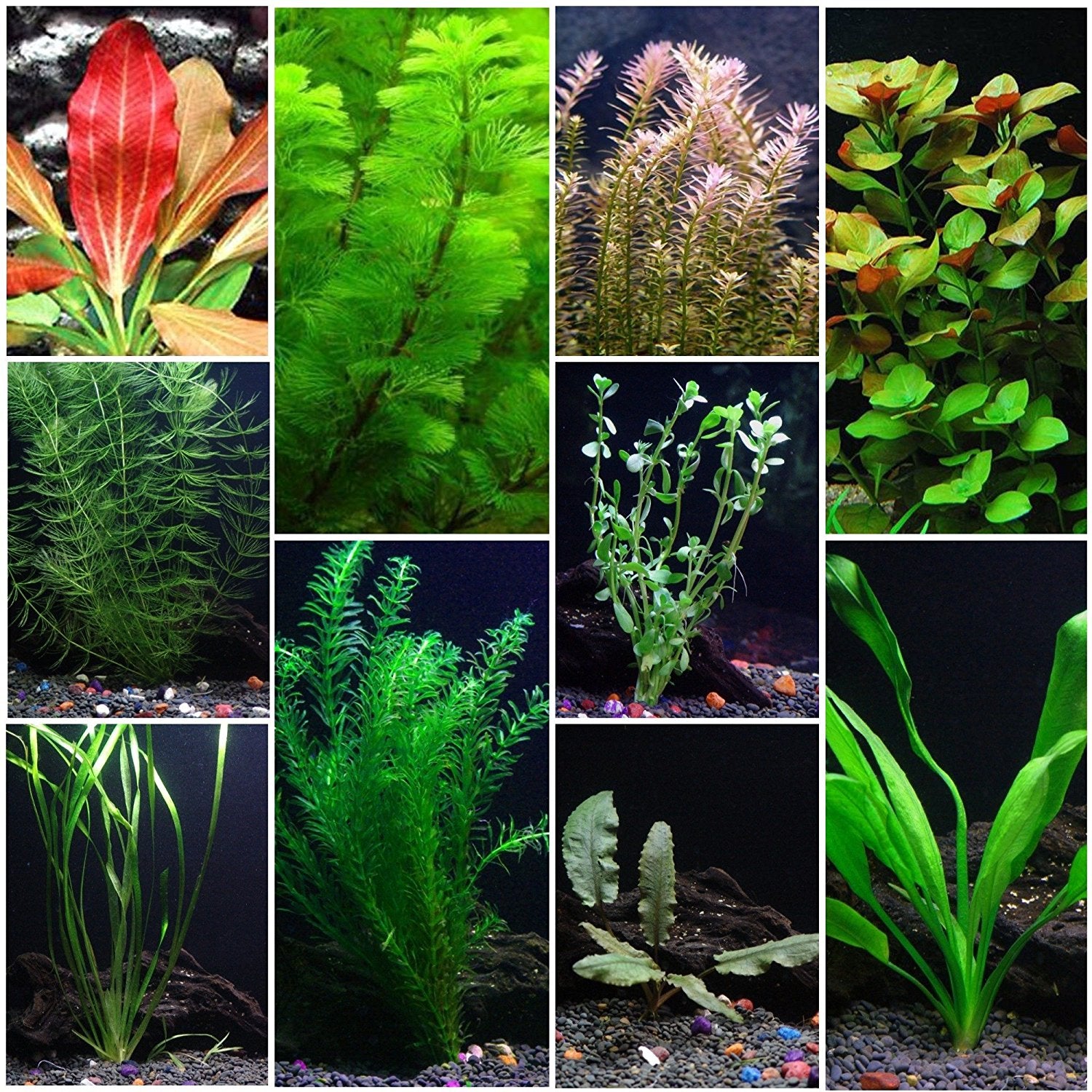Beginner Aquatic Plants Bundle | eBay