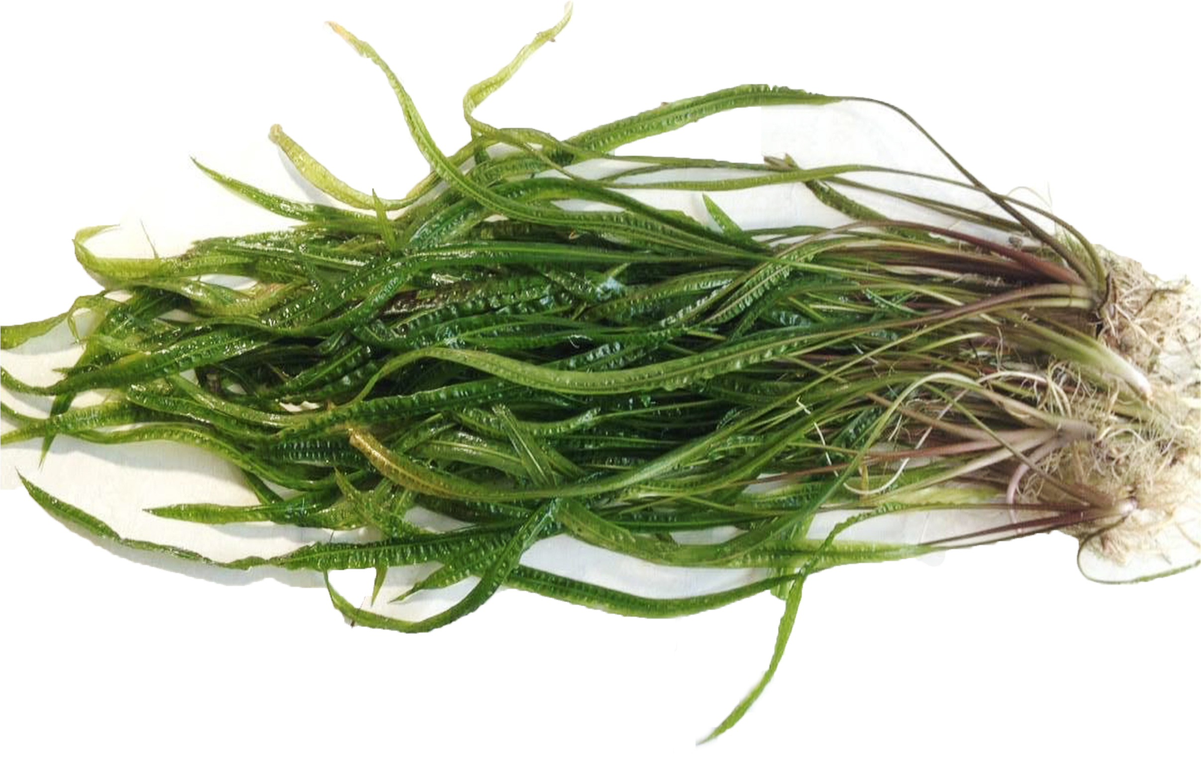 Cryptocoryne Crypt Balansae eBay