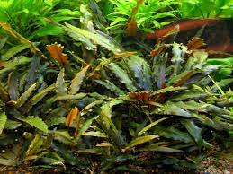 Cryptocoryne Crypt (Undulata) Live Aquarium Plants BUY 2 GET 1 FREE - Picture 16 of 48