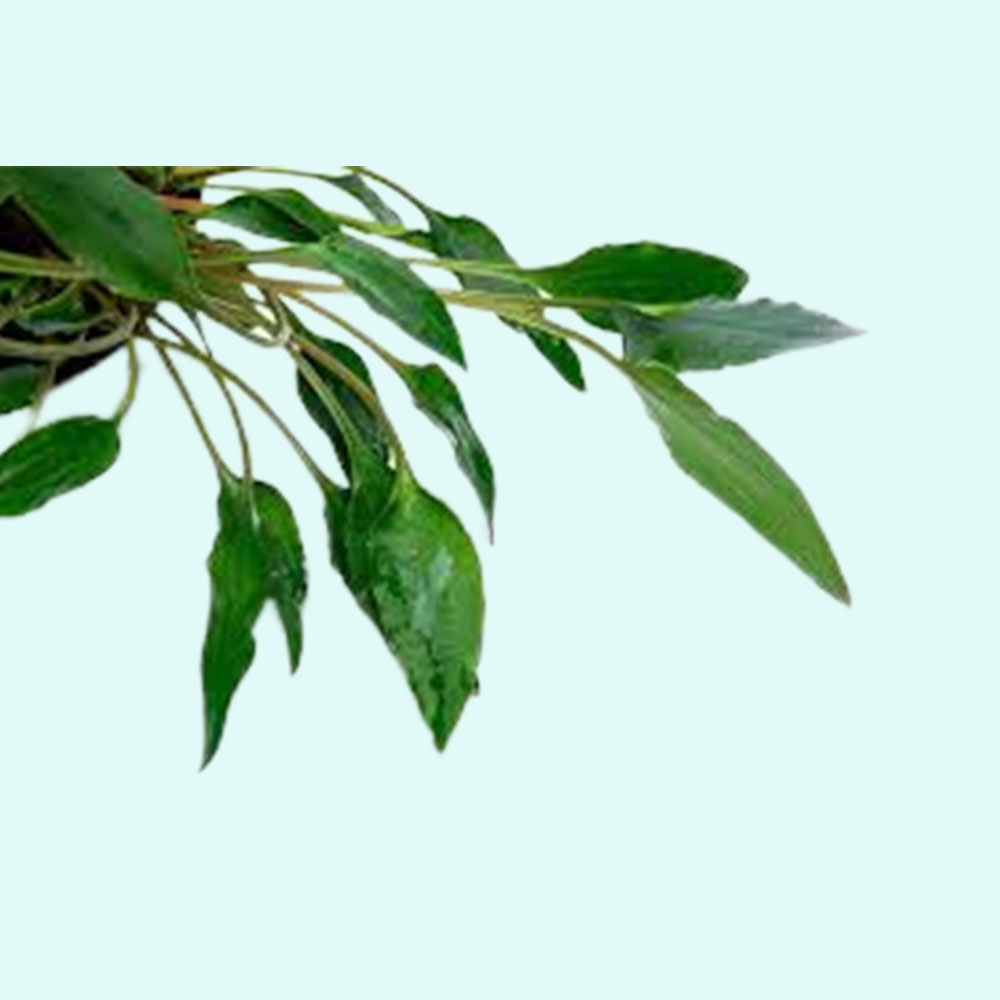 Cryptocoryne Crypt (Undulata) Live Aquarium Plants BUY 2 GET 1 FREE - Picture 15 of 48