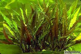 Cryptocoryne Crypt (Undulata) Live Aquarium Plants BUY 2 GET 1 FREE - Picture 14 of 48