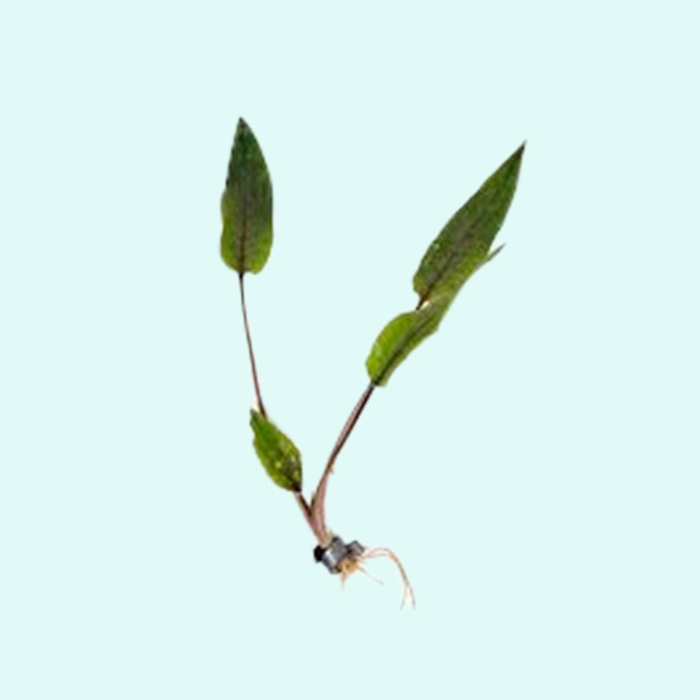 Cryptocoryne Crypt (Undulata) Live Aquarium Plants BUY 2 GET 1 FREE - Picture 24 of 48