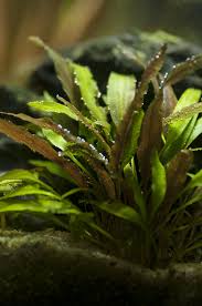 Cryptocoryne Crypt (Undulata) Live Aquarium Plants BUY 2 GET 1 FREE - Picture 20 of 48