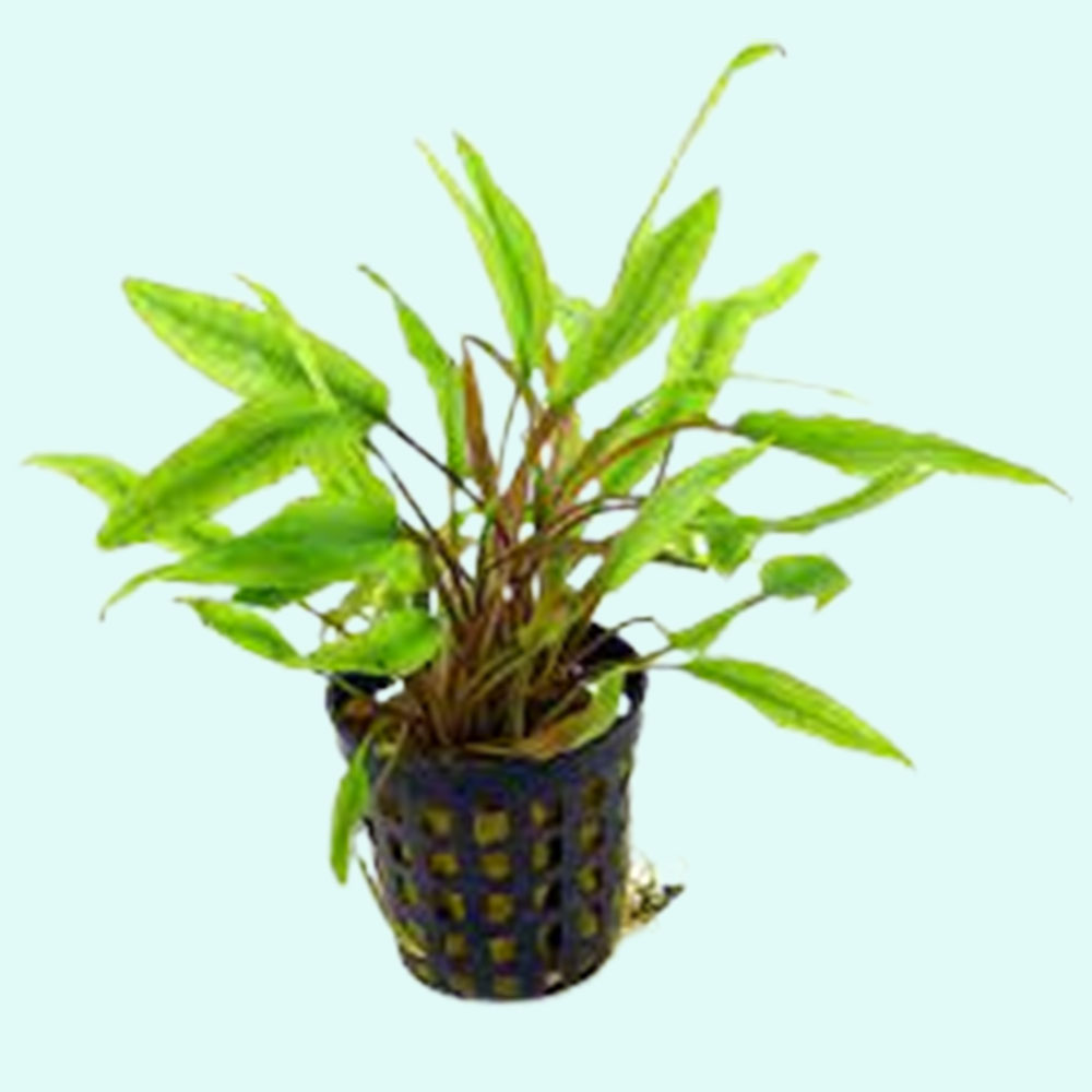 Cryptocoryne Crypt (Undulata) Live Aquarium Plants BUY 2 GET 1 FREE - Picture 27 of 48