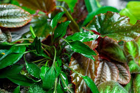 Cryptocoryne Crypt (Undulata) Live Aquarium Plants BUY 2 GET 1 FREE - Picture 26 of 48