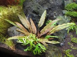 Cryptocoryne Crypt (Undulata) Live Aquarium Plants BUY 2 GET 1 FREE - Picture 31 of 48