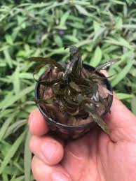 Cryptocoryne Crypt (Undulata) Live Aquarium Plants BUY 2 GET 1 FREE - Picture 38 of 48