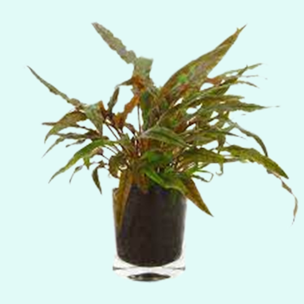 Cryptocoryne Crypt (Undulata) Live Aquarium Plants BUY 2 GET 1 FREE - Picture 44 of 48