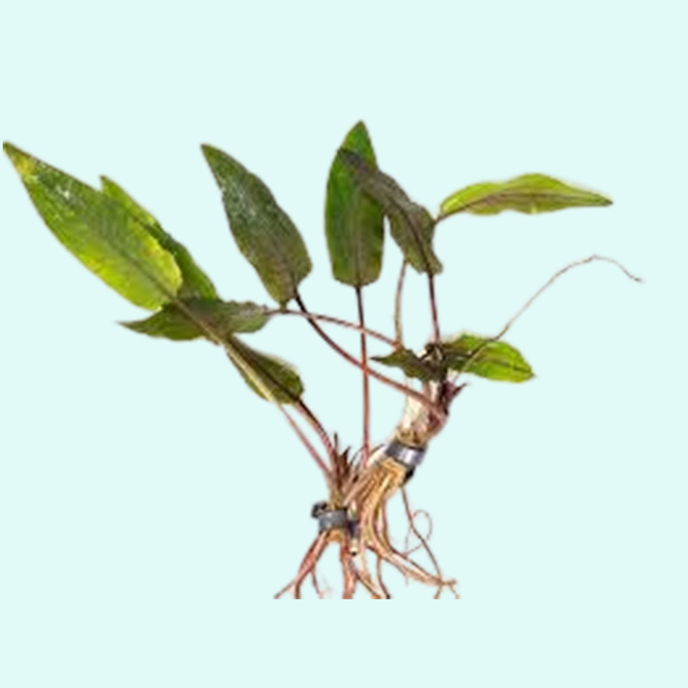 Cryptocoryne Crypt (Undulata) Live Aquarium Plants BUY 2 GET 1 FREE - Picture 39 of 48