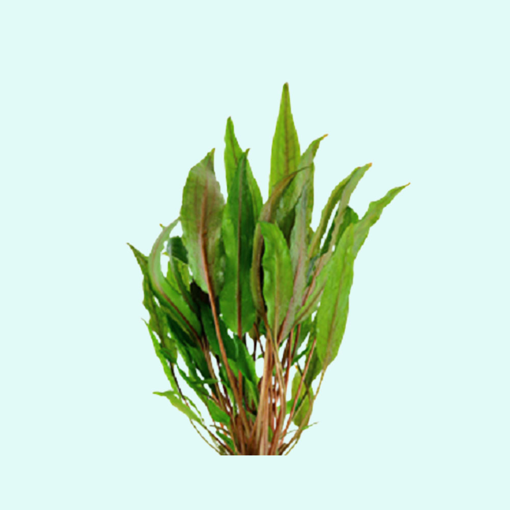 Cryptocoryne Crypt (Undulata) Live Aquarium Plants BUY 2 GET 1 FREE - Picture 45 of 48