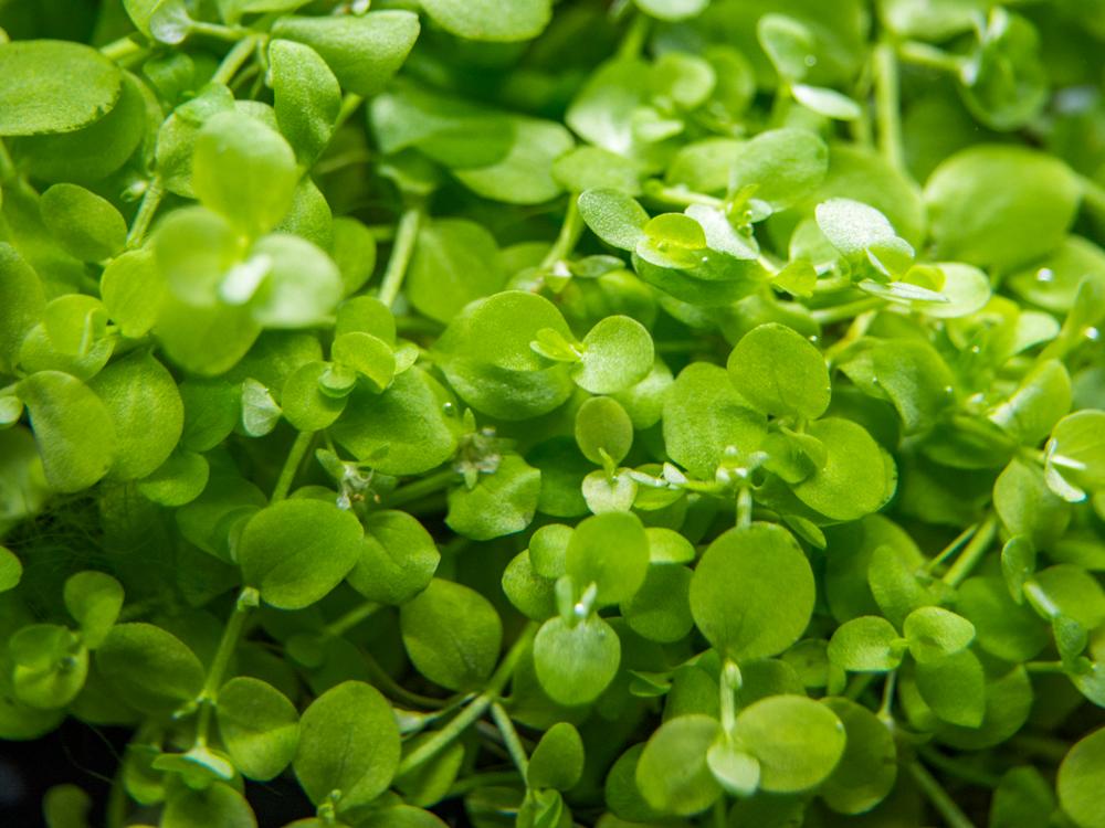 BUY 2 GET 1 FREE – Dwarf Baby Tears (Micranthemum Umbrosom) Live Aquarium Plants, Freshwater, Beginner