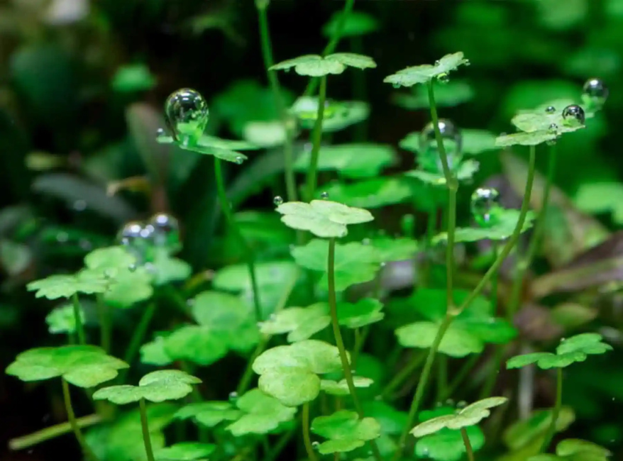 Dwarf PennyWort Japan (Hydrocotyle Tripartita)