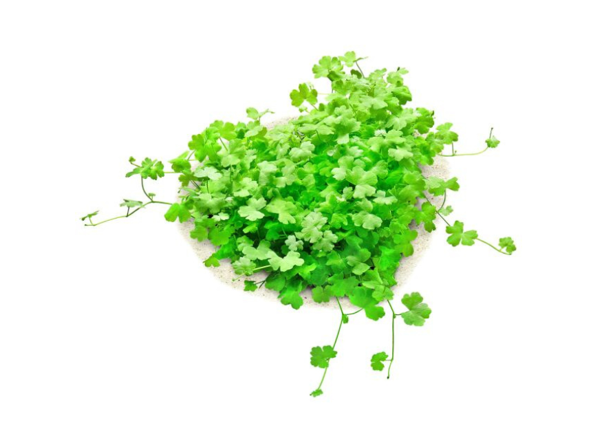 Dwarf PennyWort Japan (Hydrocotyle Tripartita)
