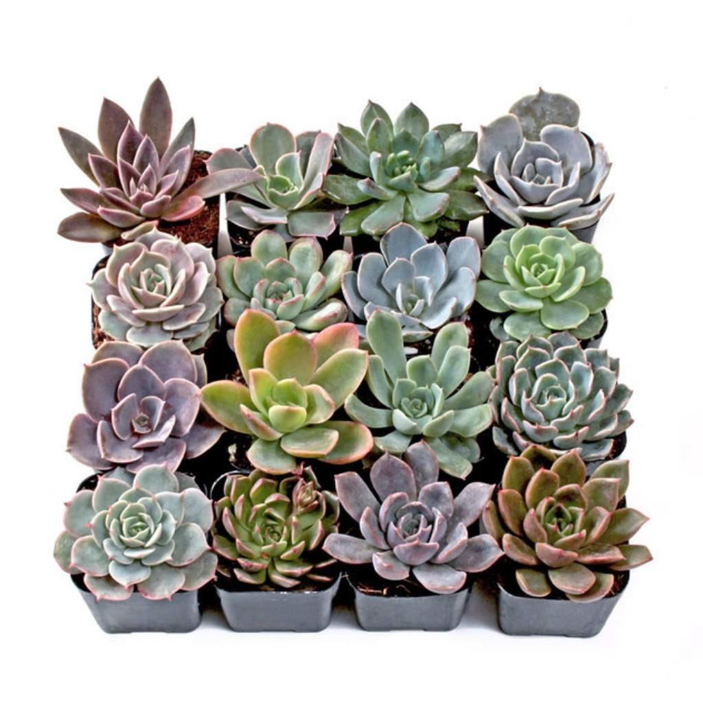 Echeveria Succulent Plant Pack