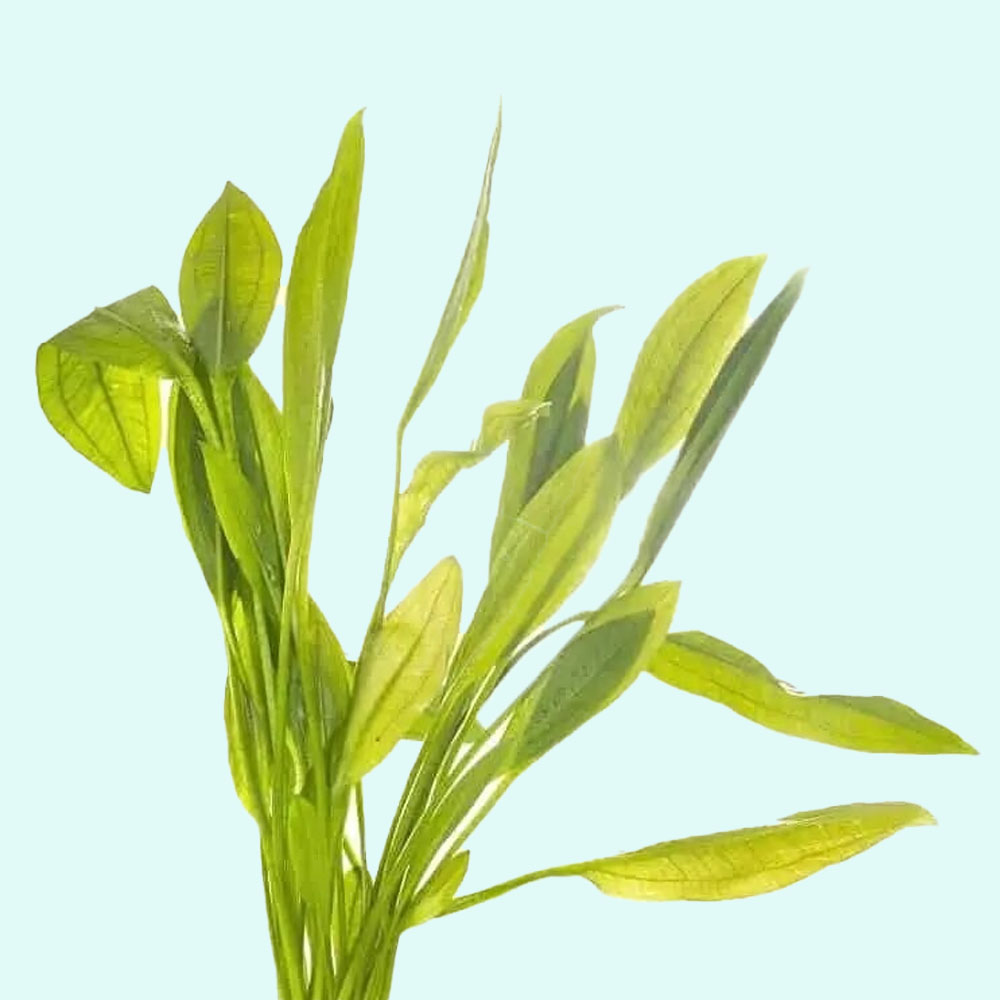 Amazon Sword Echinodorus Indian Red Plant Easy Aquarium Plants BUY 2 GET 1 FREE eBay