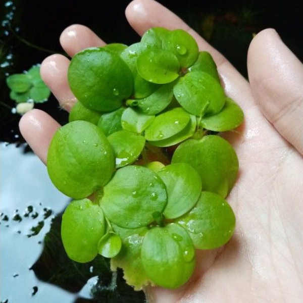 Frogbit (Limnobium Spongia) Live Aquarium Plants BUY 2 GET 1 FREE - Picture 23 of 84